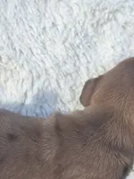 Spice (dapple), a female Miniature Dachshund for sale in Florence, KY – Photo 4 of 10