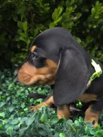 Cyber , a male Miniature Dachshund for sale in Florence, KY – 2 of 4