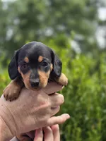 🧡Sarah🧡, a female Miniature Dachshund for sale in Florence, KY – Photo 2 of 8