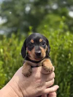 🧡Sarah🧡, a female Miniature Dachshund for sale in Florence, KY – Photo 3 of 8