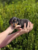 🧡Sarah🧡, a female Miniature Dachshund for sale in Florence, KY – Photo 7 of 8