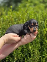 🧡Sarah🧡, a female Miniature Dachshund for sale in Florence, KY – Photo 8 of 8