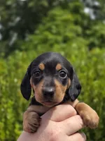 🧡Sarah🧡, a female Miniature Dachshund for sale in Florence, KY – Photo 5 of 8