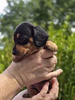🧡Sarah🧡, a female Miniature Dachshund for sale in Florence, KY – Photo 4 of 8