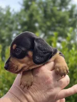 🧡Sarah🧡, a female Miniature Dachshund for sale in Florence, KY – Photo 6 of 8