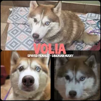 Volia (SPAYED), a female Siberian Husky for sale in Florence, KY – 1 of 1