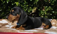 J, a male Miniature Dachshund for sale in Florence, KY – 7 of 7