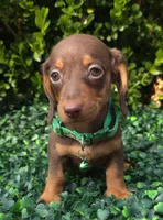 Data, a female Miniature Dachshund for sale in Florence, KY – 4 of 8