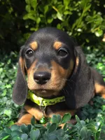 Cyber , a male Miniature Dachshund for sale in Florence, KY – 4 of 4