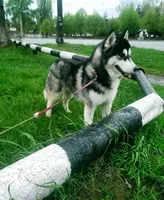 Rufus **Ukrainian Import**, a male Siberian Husky for sale in Florence, KY – Photo 6 of 9