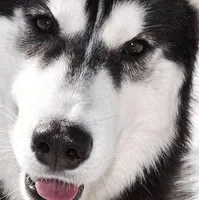 Rufus **Ukrainian Import**, a male Siberian Husky for sale in Florence, KY – Photo 3 of 9