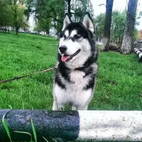 Rufus **Ukrainian Import**, a male Siberian Husky for sale in Florence, KY – Photo 4 of 9