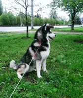 Rufus **Ukrainian Import**, a male Siberian Husky for sale in Florence, KY – Photo 5 of 9