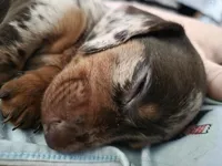 AKC Lil Prince (smooth), a male Miniature Dachshund for sale in Florence, KY – Photo 4 of 10