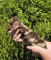 AKC Lil Prince (smooth), a male Miniature Dachshund for sale in Florence, KY – Photo 10 of 10