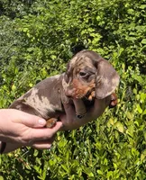 AKC Lil Prince (smooth), a male Miniature Dachshund for sale in Florence, KY – Photo 8 of 10