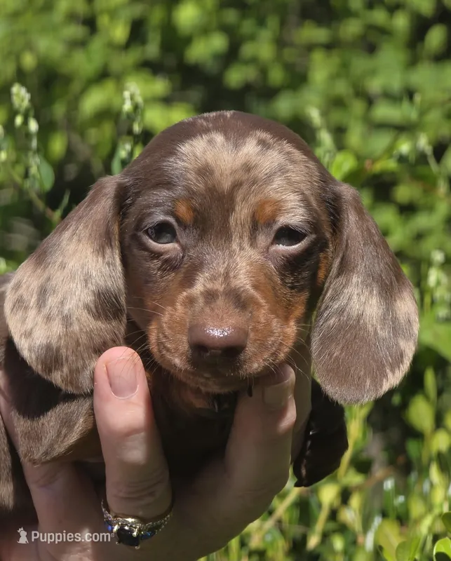 AKC Lil Prince (smooth)