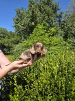 AKC Lil Prince (smooth), a male Miniature Dachshund for sale in Florence, KY – Photo 6 of 10