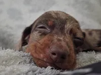 AKC Lil Prince (smooth), a male Miniature Dachshund for sale in Florence, KY – Photo 3 of 10