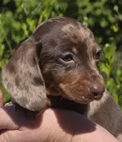 AKC Lil Prince (smooth), a male Miniature Dachshund for sale in Florence, KY – Photo 5 of 10