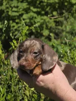 AKC Lil Prince (smooth), a male Miniature Dachshund for sale in Florence, KY – Photo 7 of 10