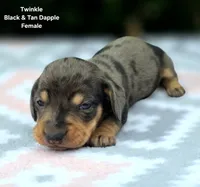 Twinkle, a female Miniature Dachshund for sale in Florence, KY – 4 of 6