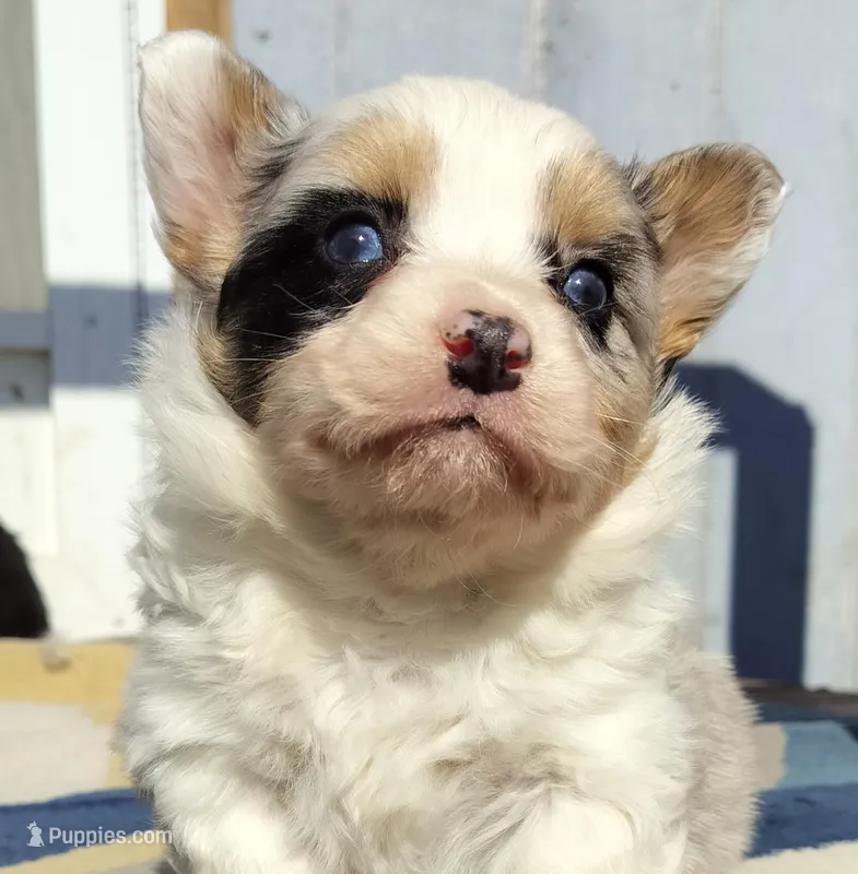 Poe (American Corgi)