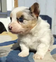 Poe (American Corgi), a male Cardigan Welsh Corgi and Pembroke Welsh Corgi for sale in Florence, KY – Photo 3 of 3