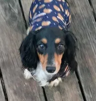 Bred *AKC/OFA+DNA/Titled, a female Dachshund for sale in Florence, KY – Photo 7 of 9