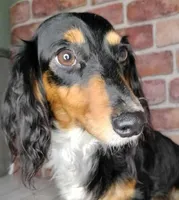 Bred *AKC/OFA+DNA/Titled, a female Dachshund for sale in Florence, KY – Photo 2 of 9