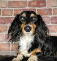 Bred *AKC/OFA+DNA/Titled, a female Dachshund for sale in Florence, KY – Photo 5 of 9