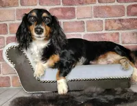 Bred *AKC/OFA+DNA/Titled, a female Dachshund for sale in Florence, KY – Photo 6 of 9