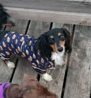 Bred *AKC/OFA+DNA/Titled, a female Dachshund for sale in Florence, KY – Photo 8 of 9