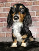 Bred *AKC/OFA+DNA/Titled, a female Dachshund for sale in Florence, KY – Photo 3 of 9