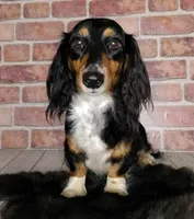 Bred *AKC/OFA+DNA/Titled, a female Dachshund for sale in Florence, KY – Photo 4 of 9