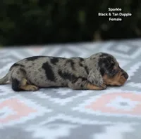 Sparkle , a female Miniature Dachshund for sale in Florence, KY – 2 of 6