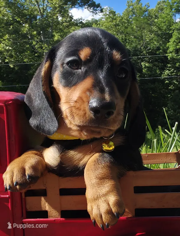 Clay – Miniature Dachshund puppy for sale in Florence, KY