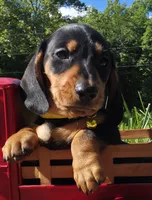 T, a male Miniature Dachshund for sale in Florence, KY – 3 of 6