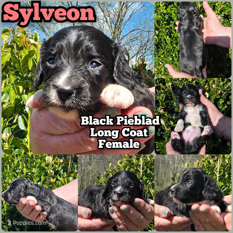 P – Miniature Dachshund puppy for sale in Florence, KY
