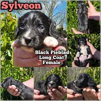 Sylveon *Black LongCoat*, a female Miniature Dachshund for sale in Florence, KY – Photo 2 of 2