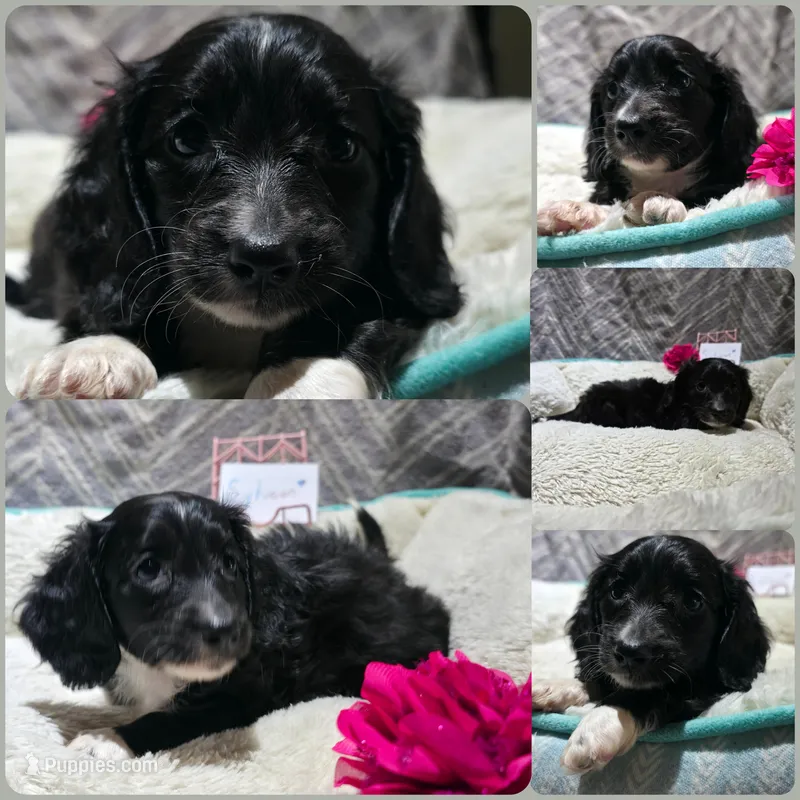 Sylveon *Black LongCoat* – Miniature Dachshund puppy for sale in Florence, KY