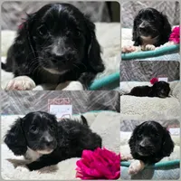Sylveon *Black LongCoat*, a female Miniature Dachshund for sale in Florence, KY – Photo 1 of 2