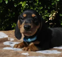 J, a male Miniature Dachshund for sale in Florence, KY – 2 of 7