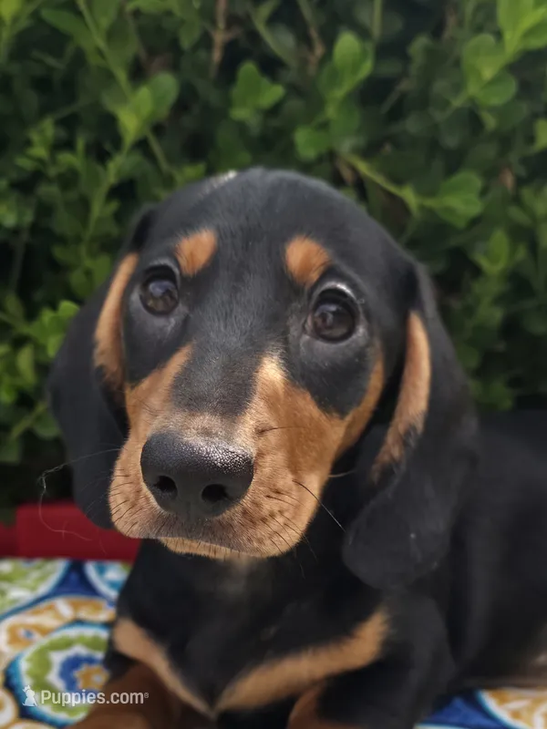 Clay – Miniature Dachshund puppy for sale in Florence, KY