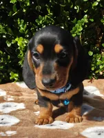 J, a male Miniature Dachshund for sale in Florence, KY – 1 of 7