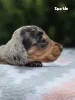 Sparkle , a female Miniature Dachshund for sale in Florence, KY – 4 of 6