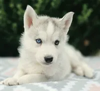 Song , a female Siberian Husky for sale in Florence, KY – 3 of 3