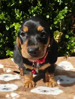 E, a male Miniature Dachshund for sale in Florence, KY – 2 of 5