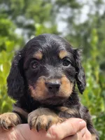 Marco(Pet Only), a male Miniature Dachshund for sale in Florence, KY – Photo 7 of 10