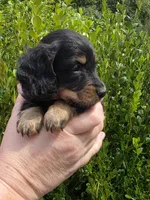 Marco(Pet Only), a male Miniature Dachshund for sale in Florence, KY – Photo 8 of 10